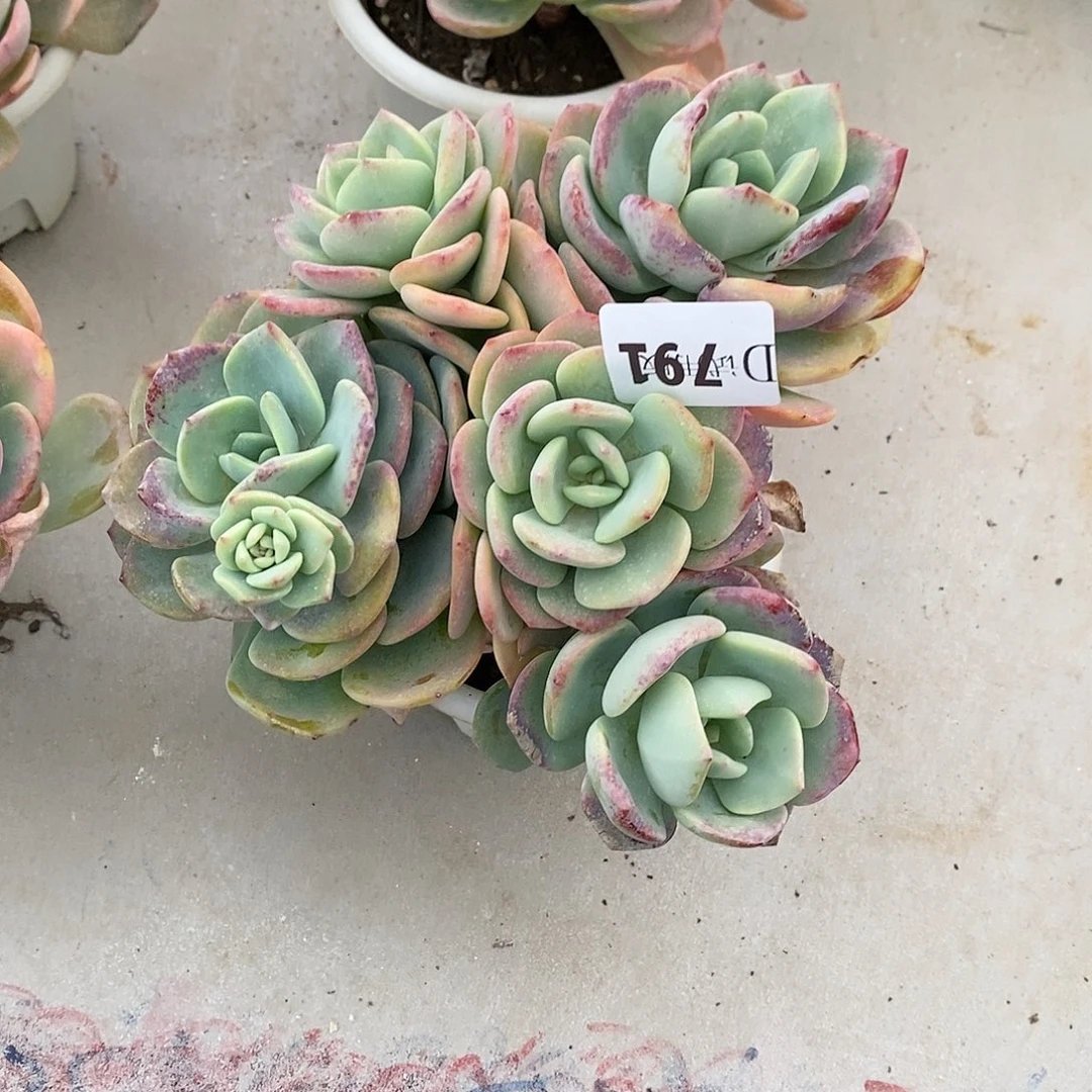 康*，791白月光多肉植物