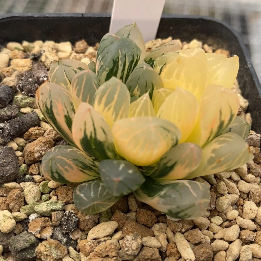 14号实生玉露锦带盆