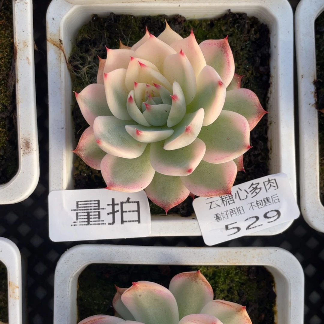 云糖心多肉植物529