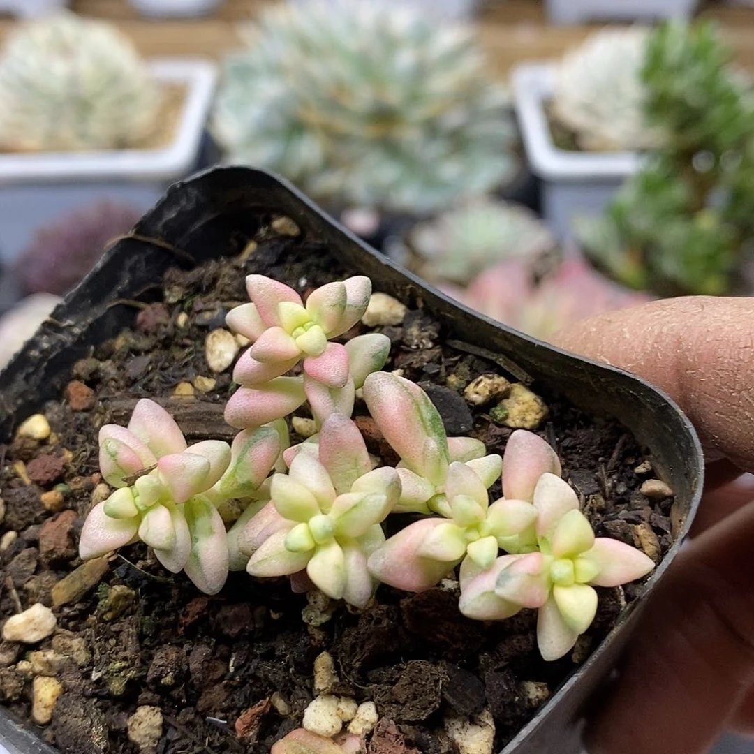 12169 七彩白鹭锦