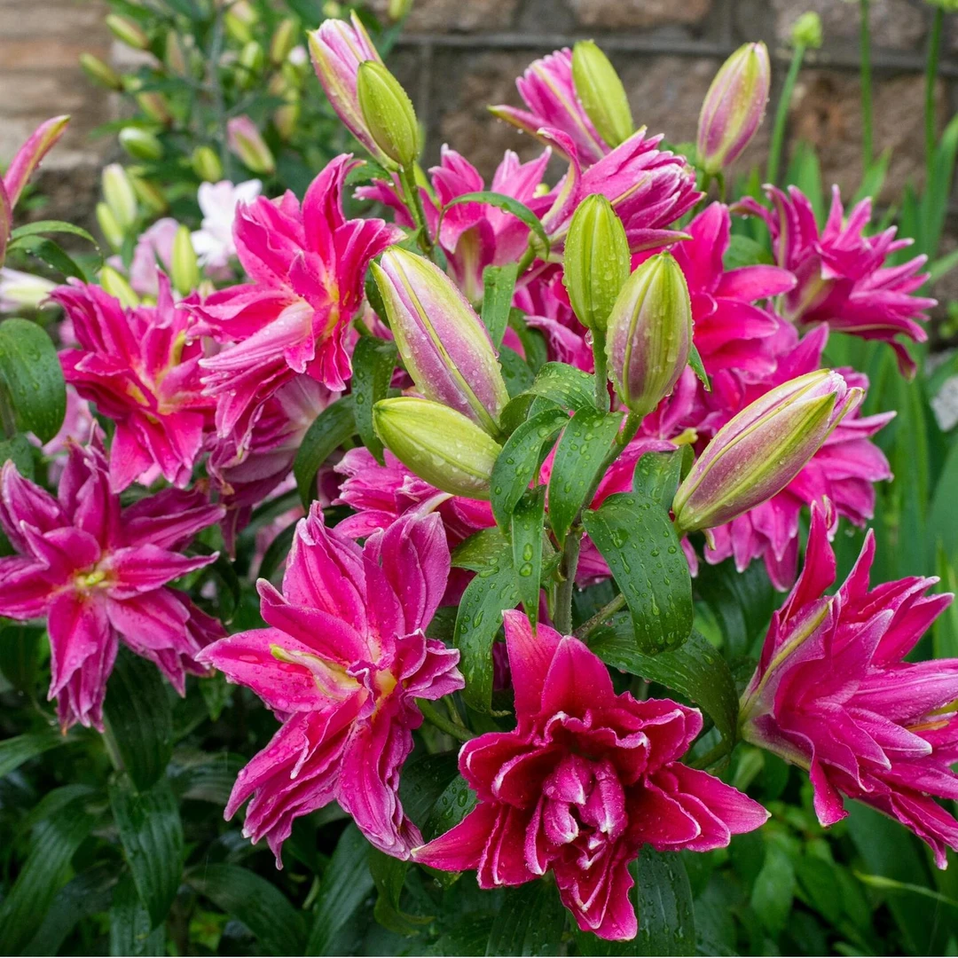 四季可种1颗《红美人》17/19庭院百合种球可盆栽地栽