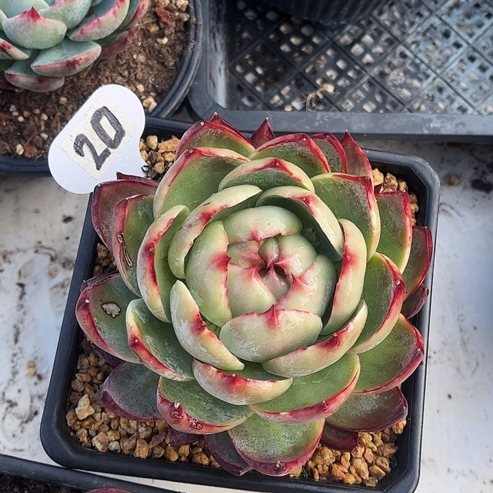 惊鸿仙子一物一拍，满30包邮