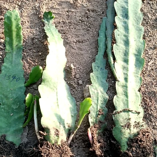 ✺***雪完全开放令箭何花5苗