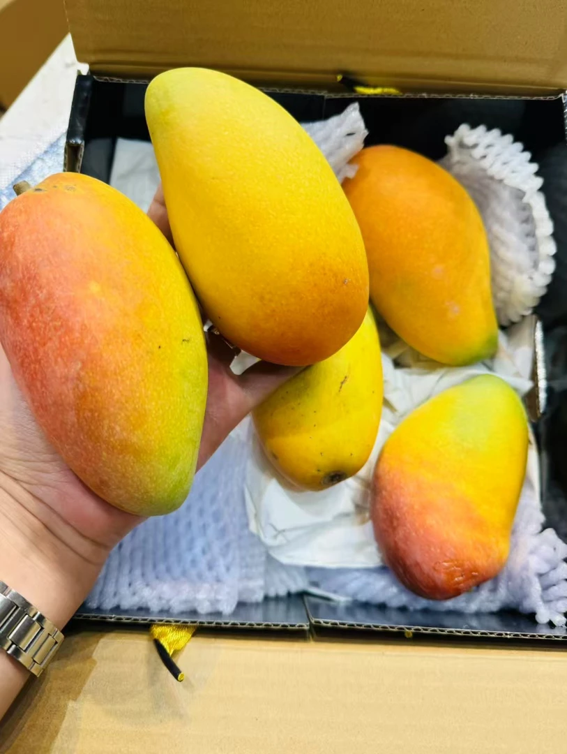 海南贵妃芒2.5斤净