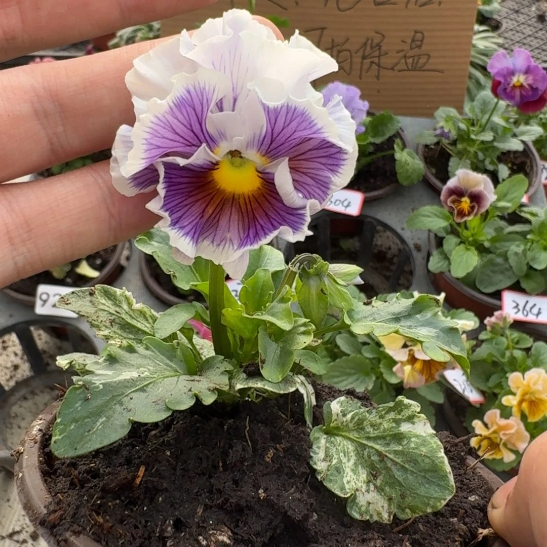 大部分花苞少量开放320