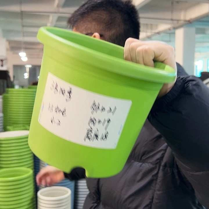 特价3号四季口21高18果绿带托10只