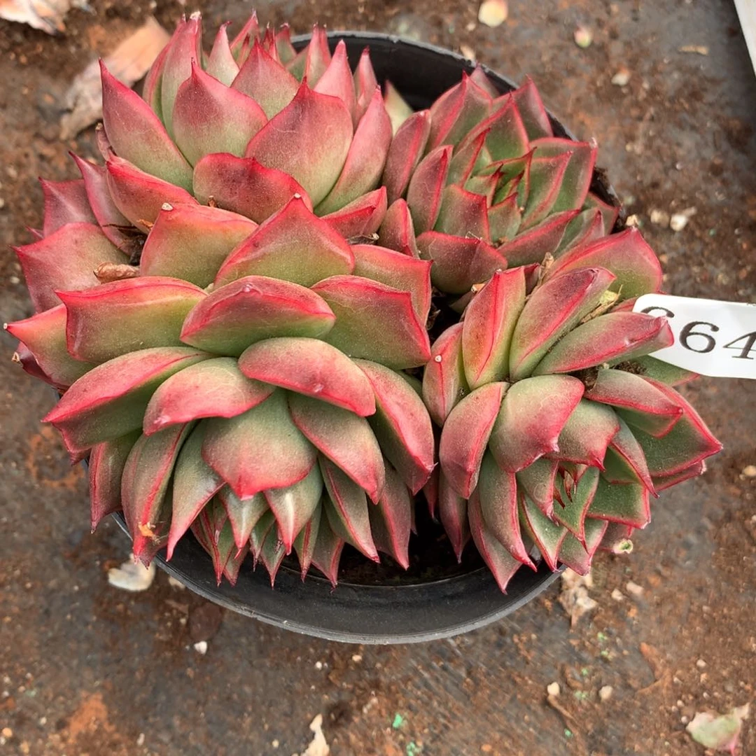 6649杂交精品基地12厘米