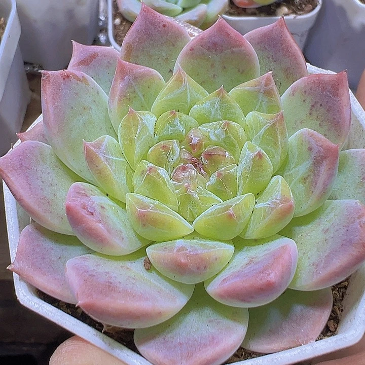 水晶冰心19包邮多肉