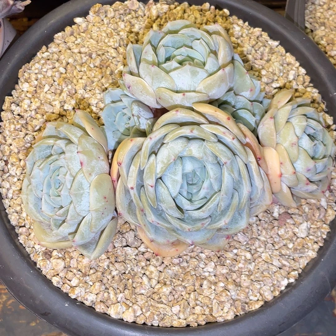 多肉植物一物一拍