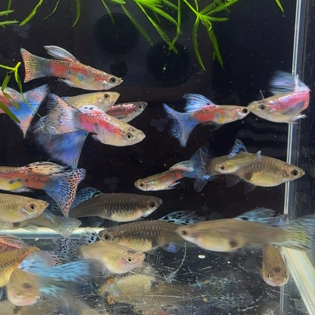 孔雀鱼红草孔雀鱼4条2对