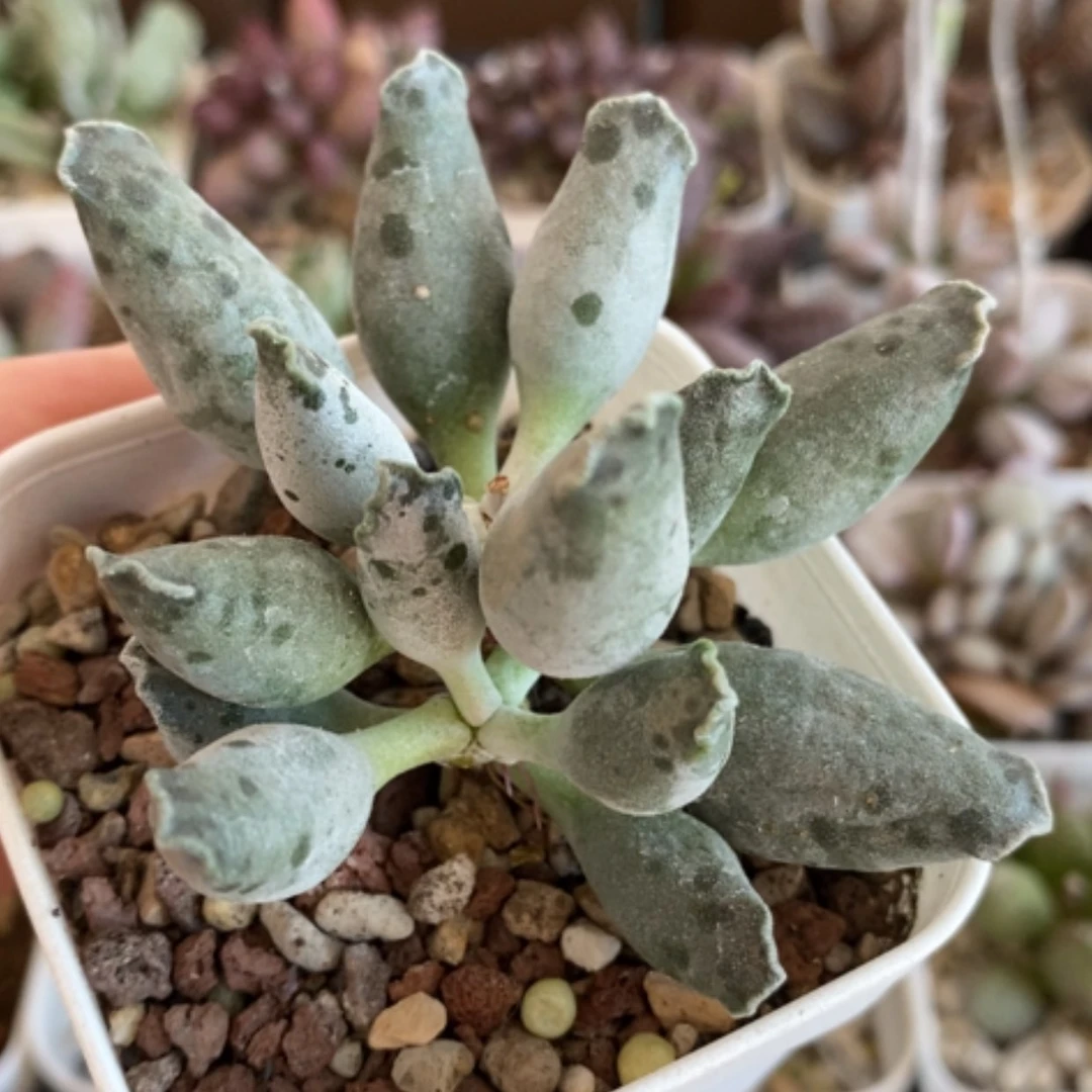 【闪购商品】无花朵海豹