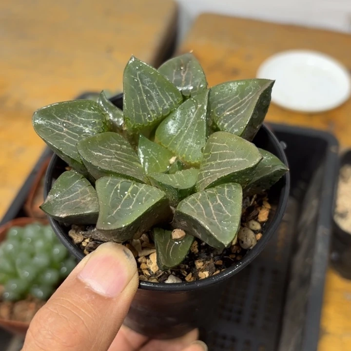 处理001号克 带盘发货