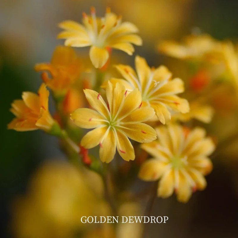 100ml黄金露薇花单方精油