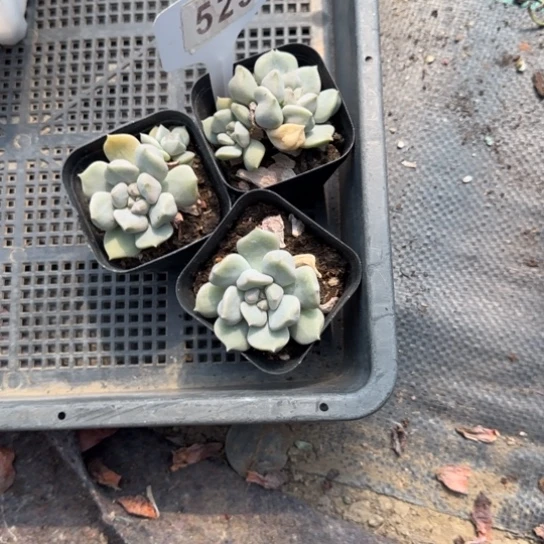 邪***茄523超奶三颗一物一拍多肉
