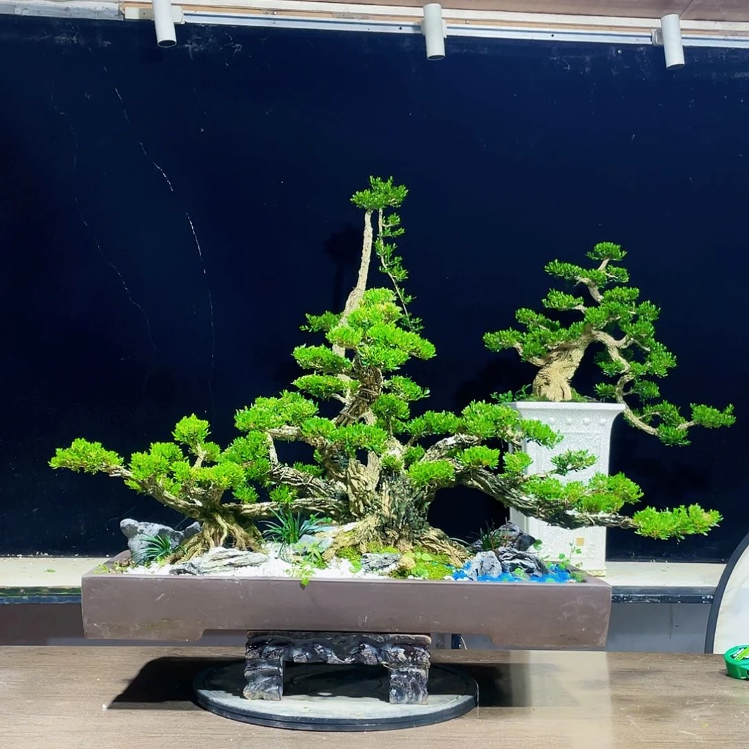 完全开放峰*黄杨盆景四季常青