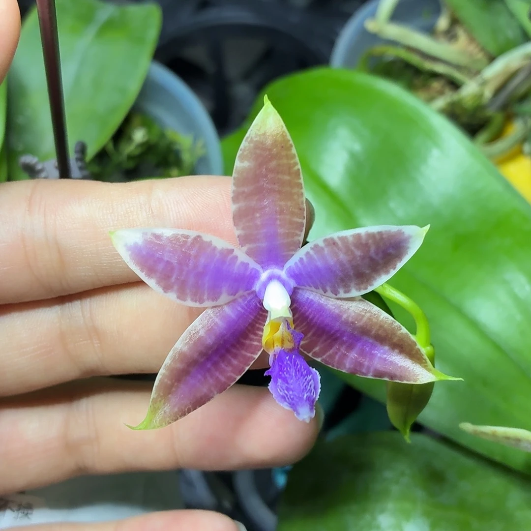 当前无花朵，栽培后可花朵A579yss1172