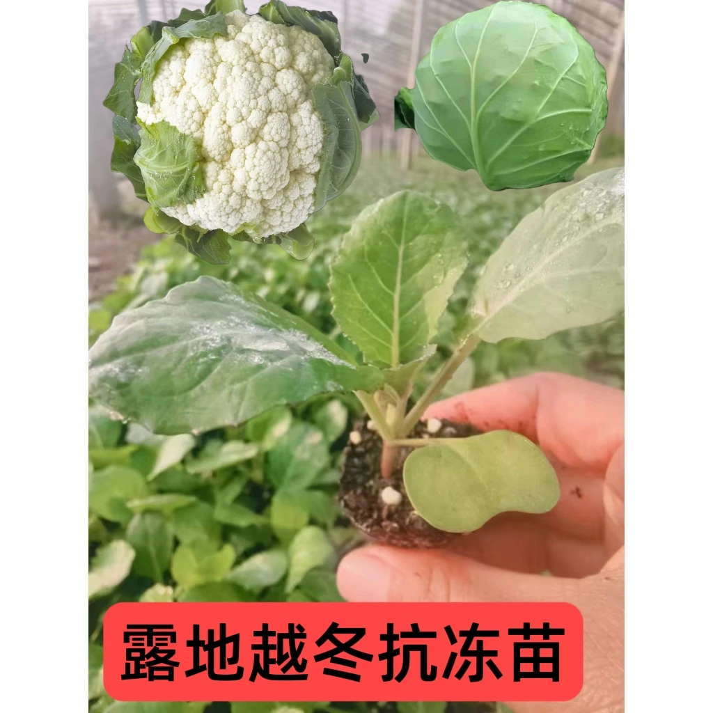 青梗有机松花菜苗花椰菜苗菜花苗包菜苗甘蓝苗露地越冬种植抗冻苗