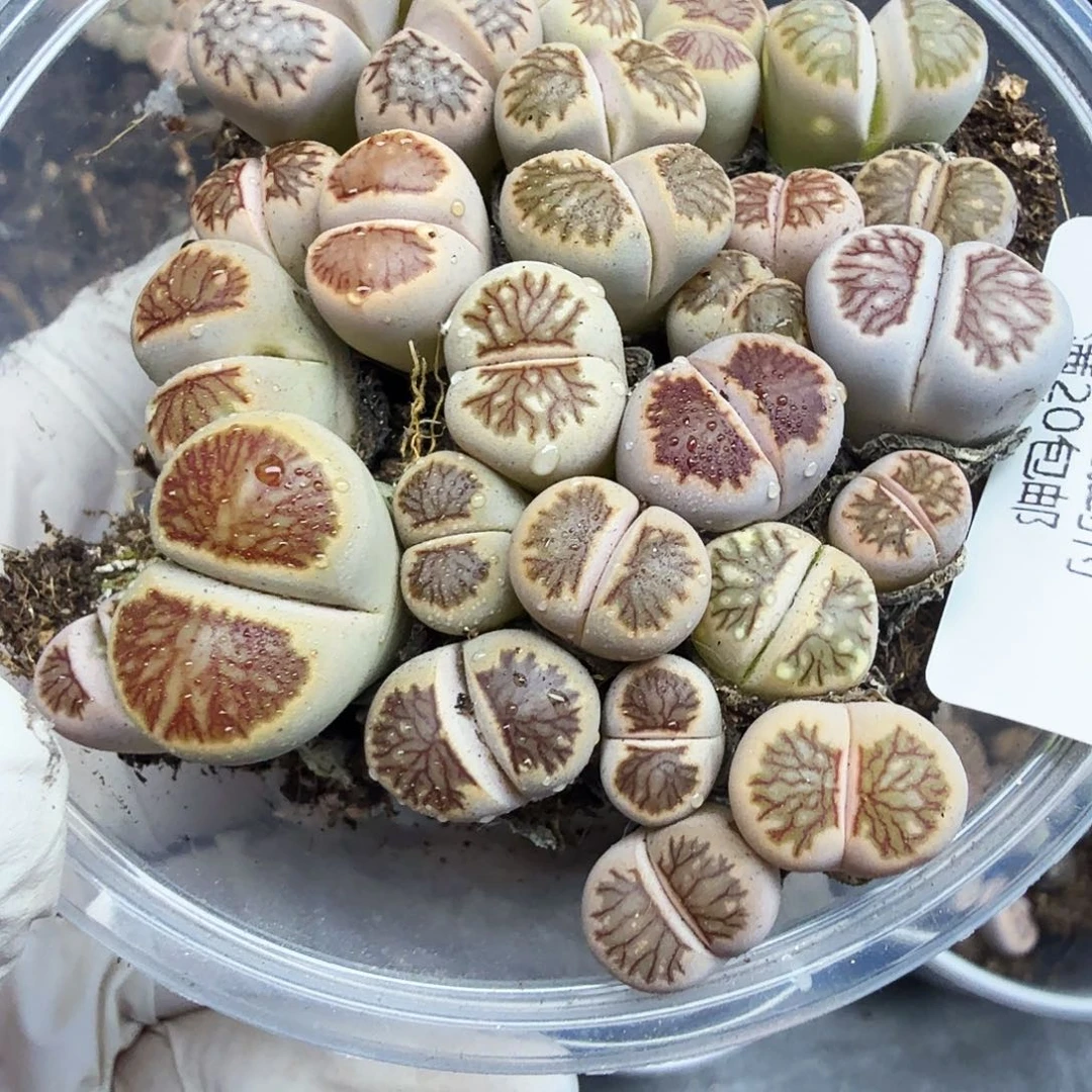 是一个充满生机盎然朝气勃勃且活力527不