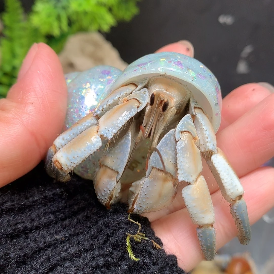 2.7口径奔跑的寄居蟹10号