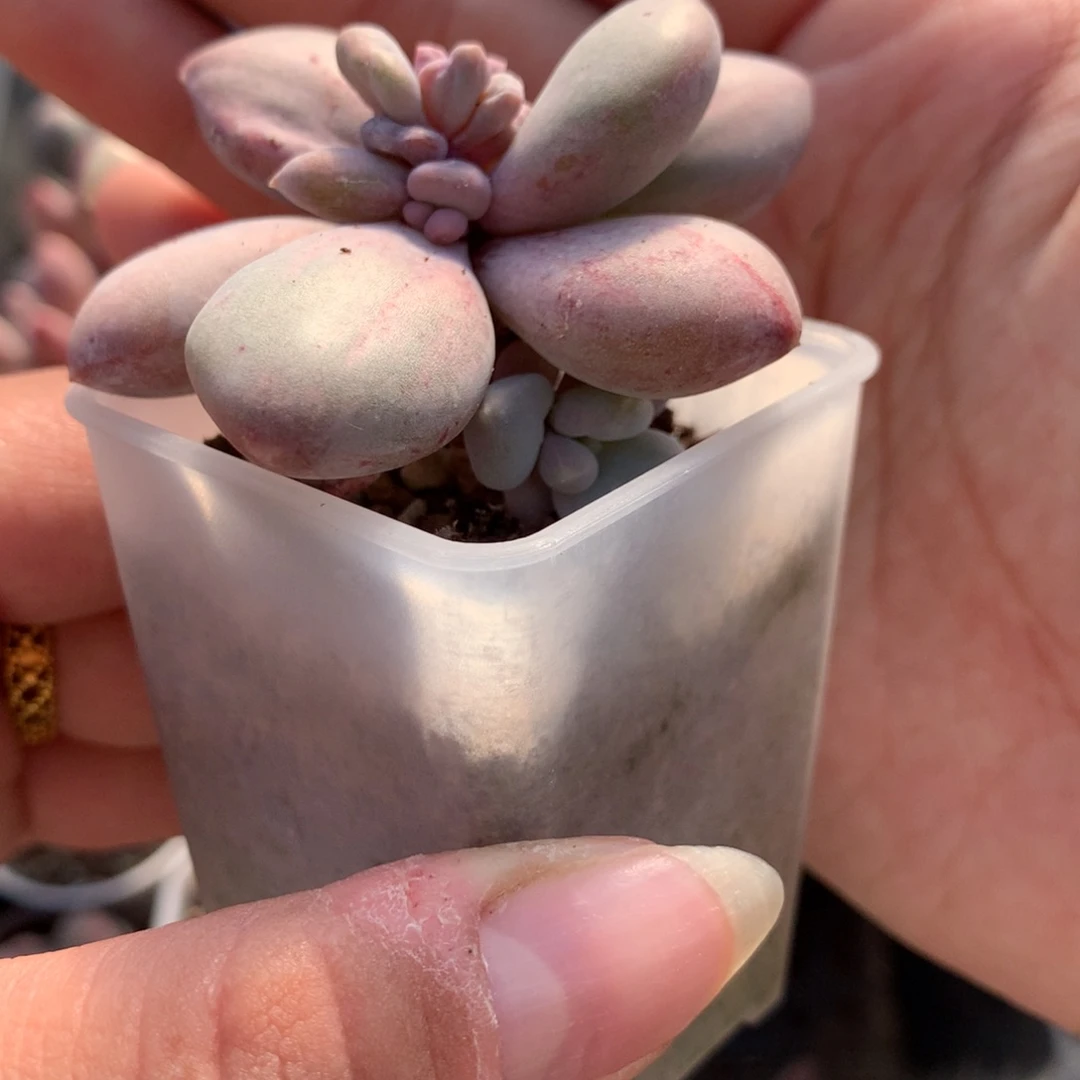 加菲猫石化锦奶酪多肉植物