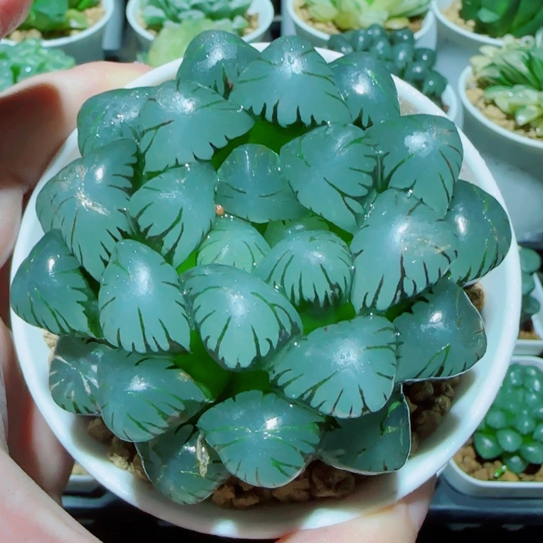 巨大化冰灯多肉植物