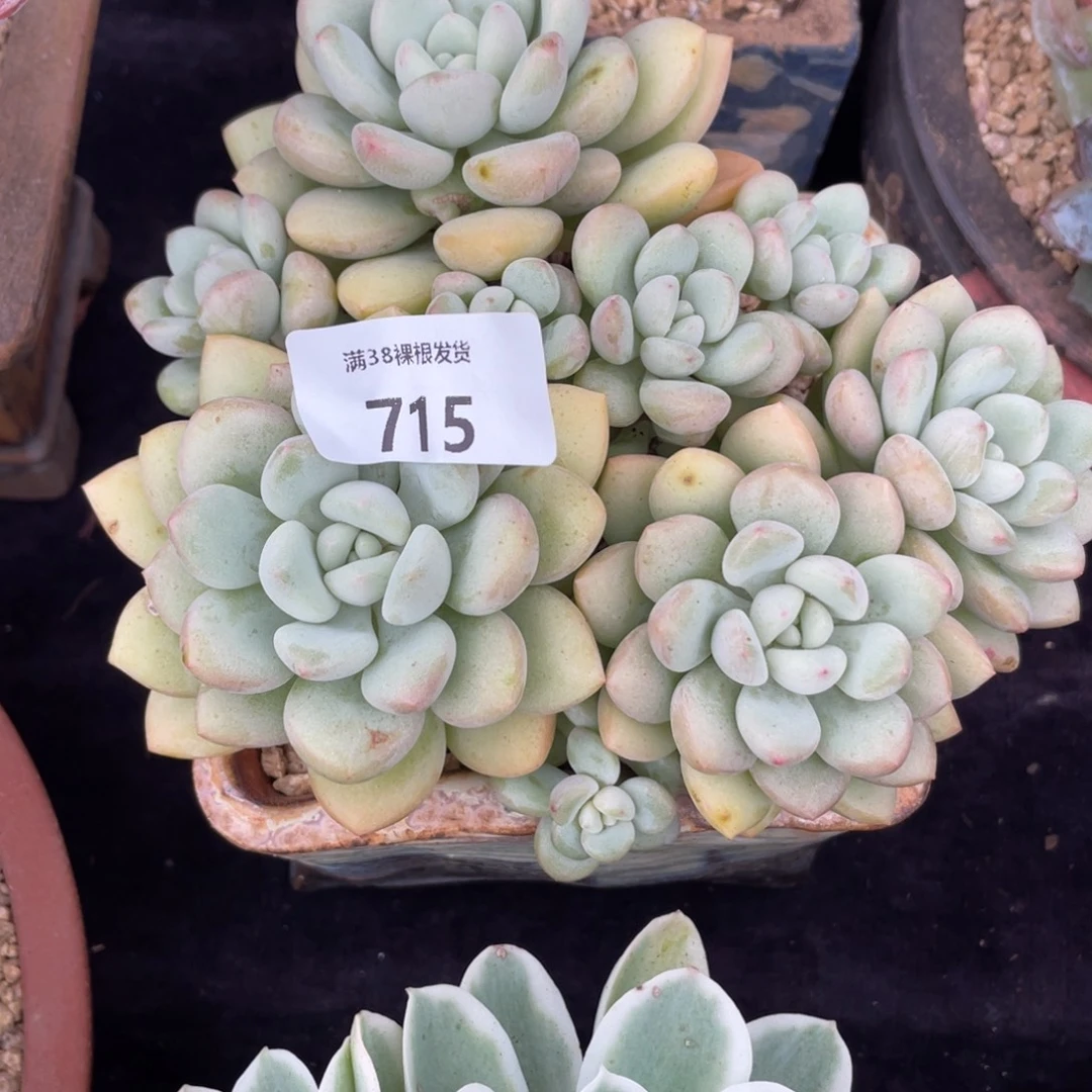 不***°715泡泡糖小群生多肉植物
