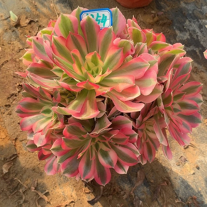 多肉植物粉女巫1254