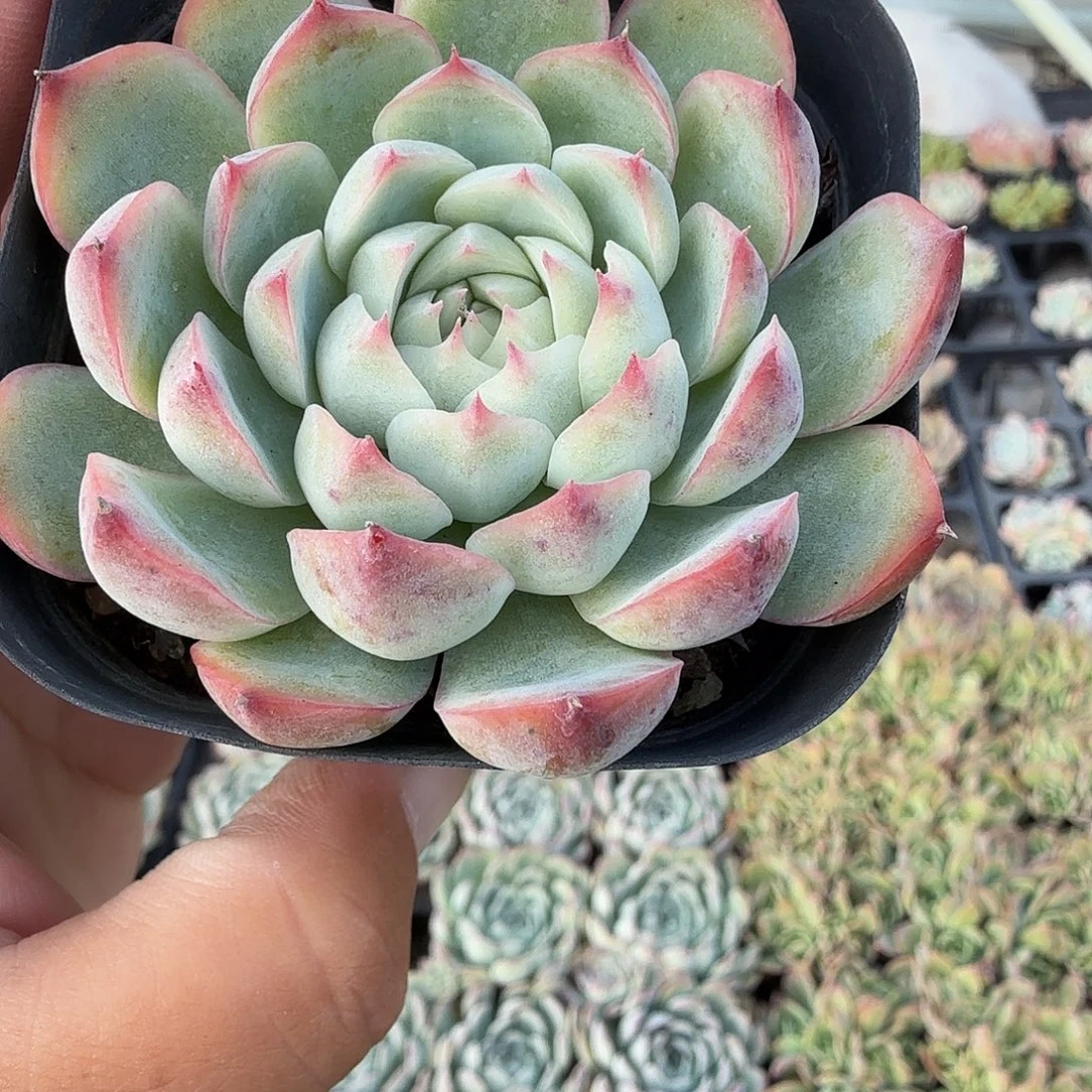 903粉水晶玫瑰满20包邮