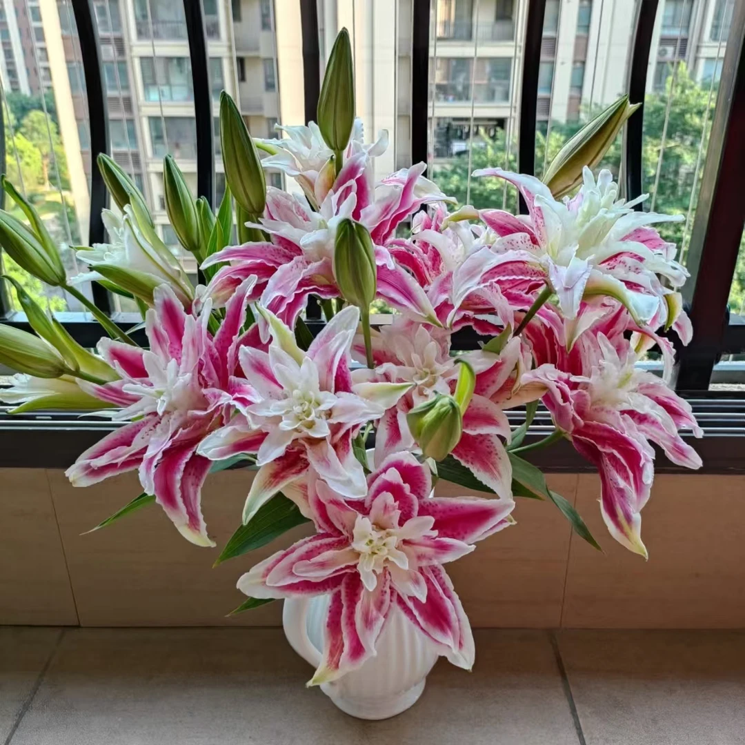 【花言罐舍】火星之恋重瓣百合云南鲜花基地直发香水百合水养鲜花