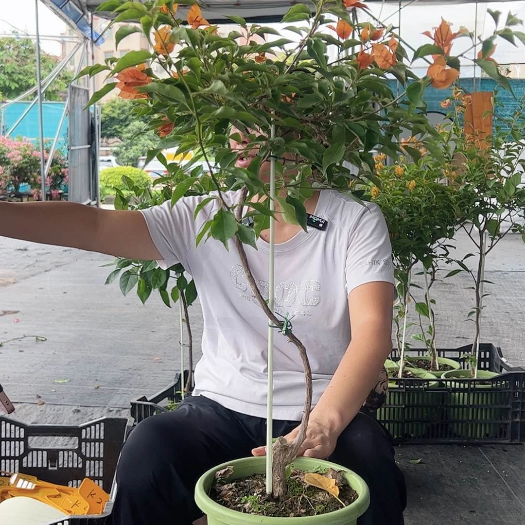 大部分开放少量花苞K27橙桑巴