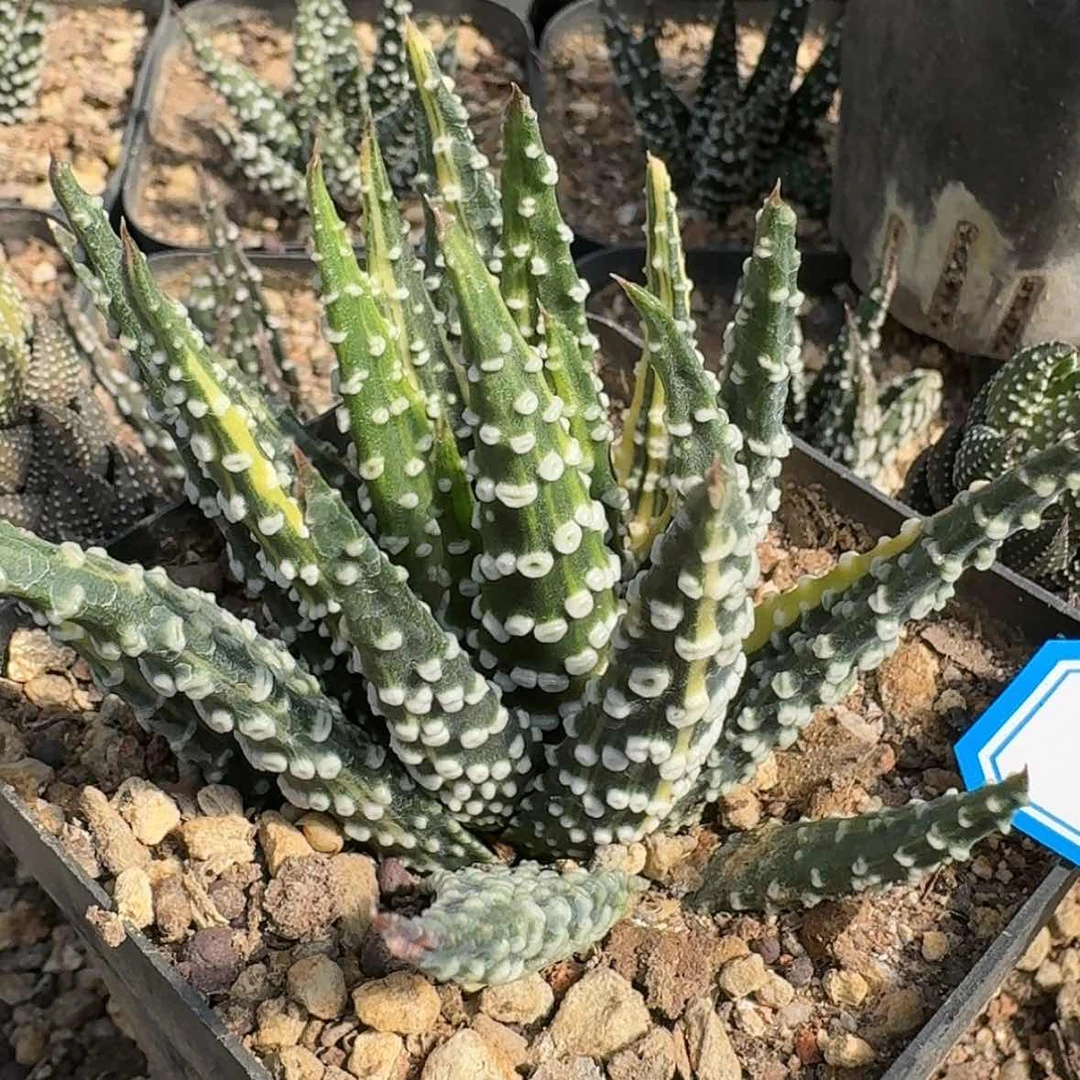 【闪购商品】32冬星锦哈哈哈