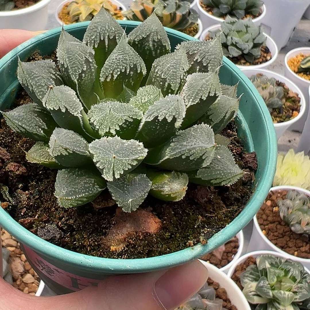 白帝城十二卷多肉植物