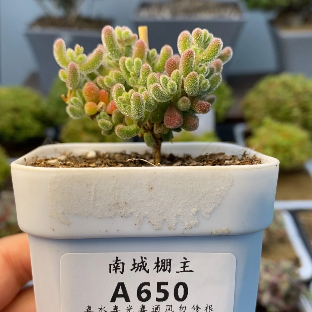 650 优选冰晶枝干多肉