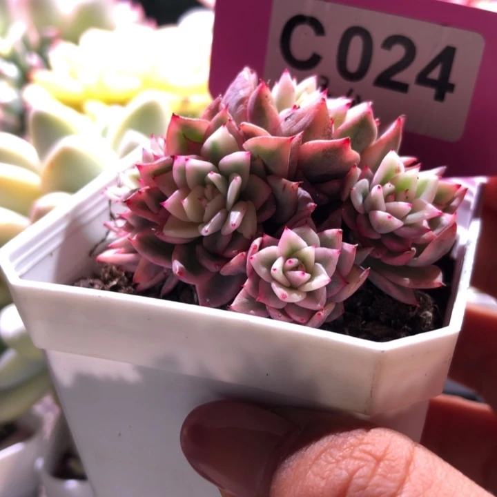 绿爪覆轮锦六头群生有根