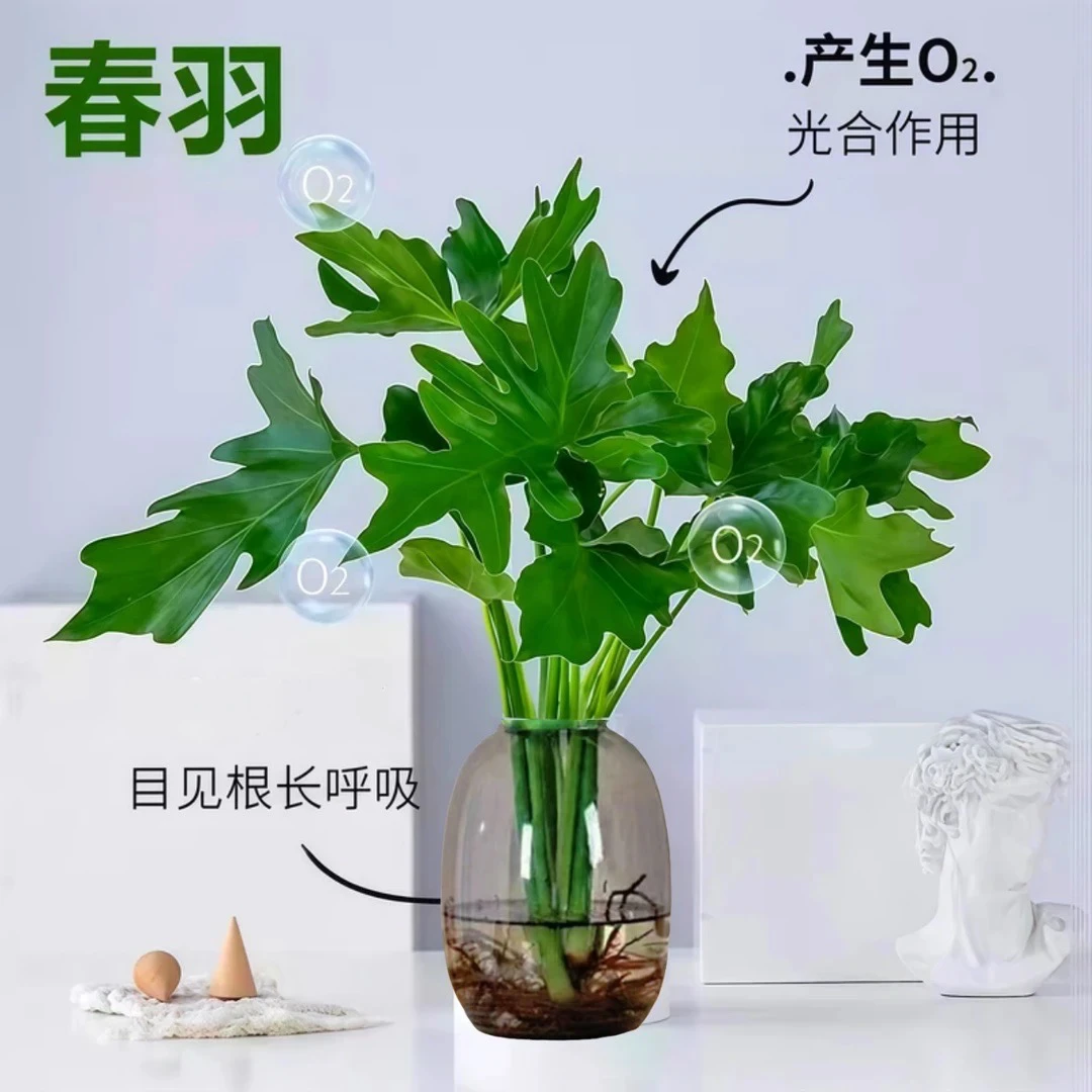 【水培春羽2~3杆】天使盆栽绿植室内客厅桌面好养植物净化空气