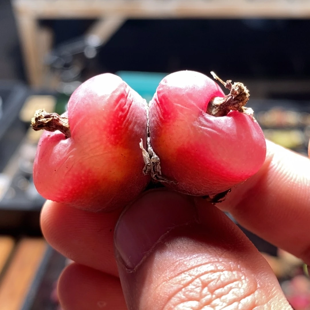 红*?10120一个一个一个