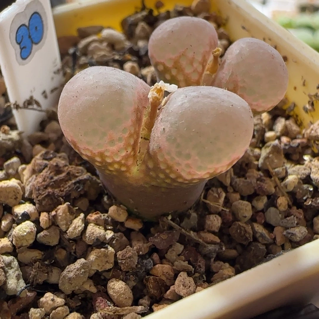 漂亮风铃玉。    30。