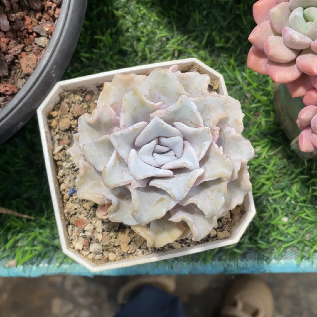 瀚***斋白饺子皮冠幅9 公分一物一拍