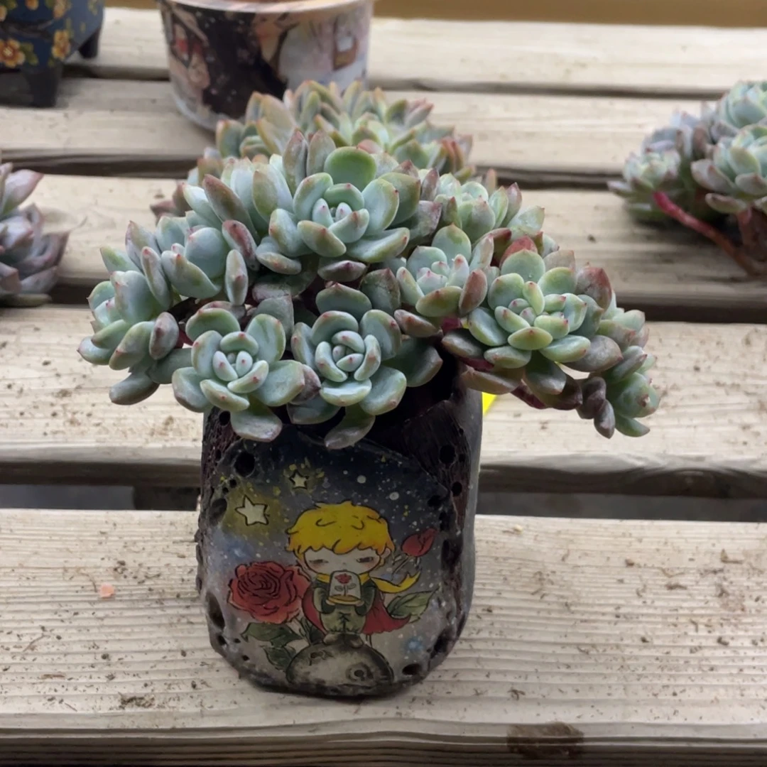 14头紫皮星影朵朵缀无砍无摘