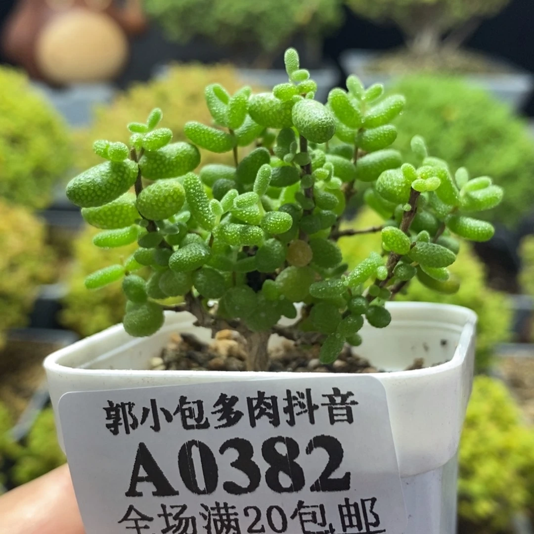 蜜橘糖球0382枝干番杏