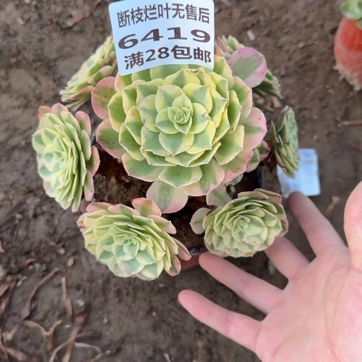 6419二号棚玉芙蓉A