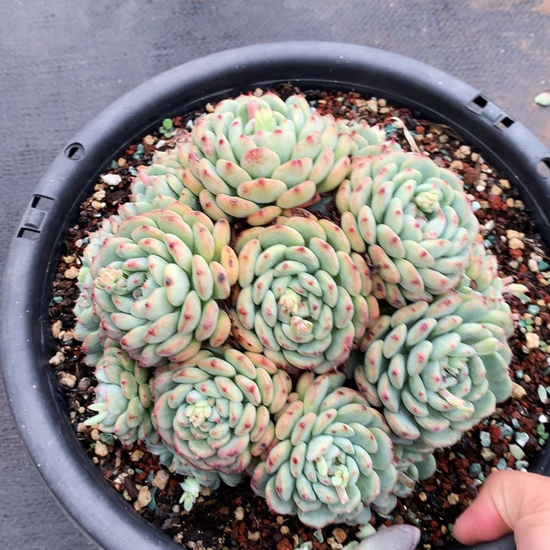 白胖子一物一拍29-4