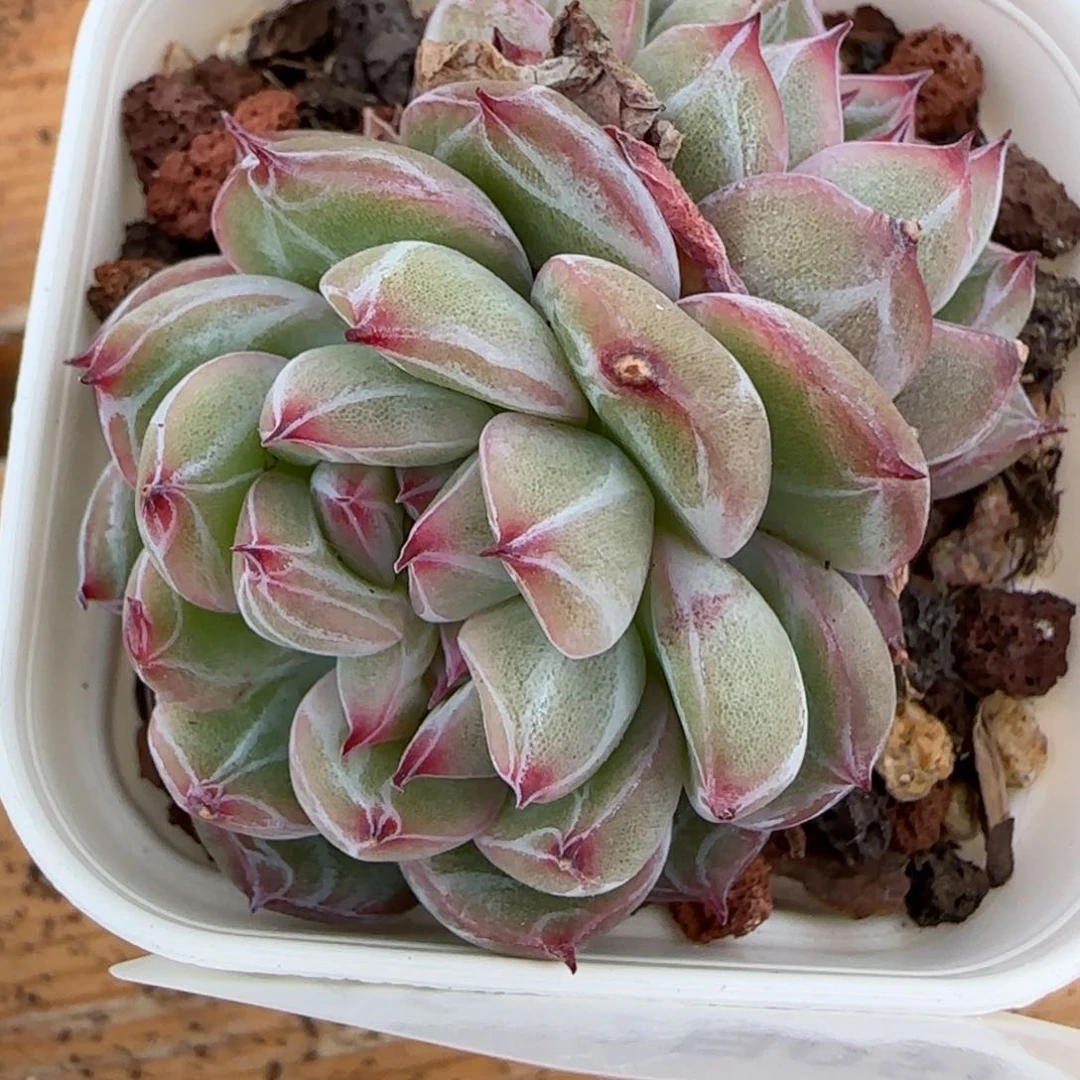 卖****姐花语逸镜0205-516