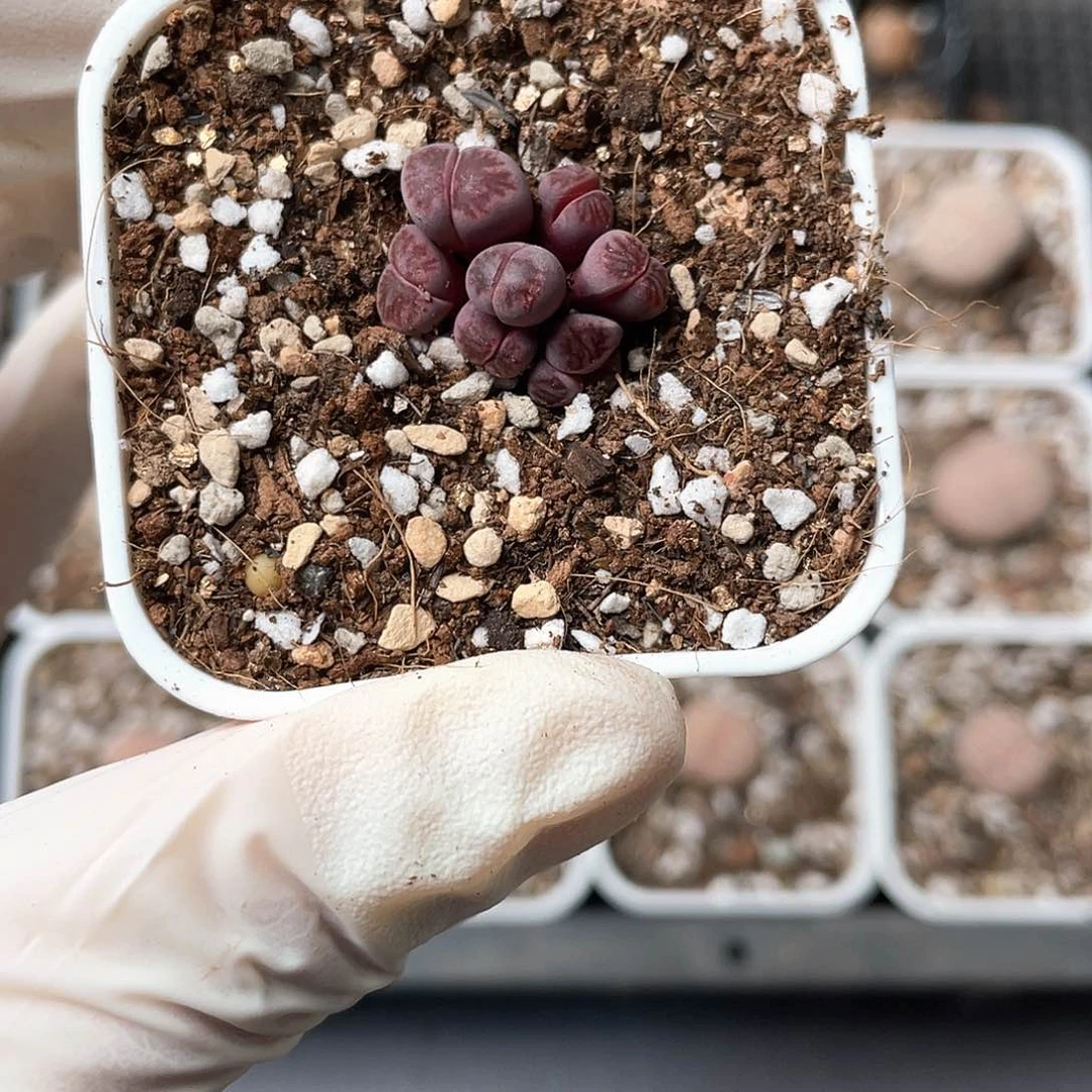 5744大棚清仓甩卖了