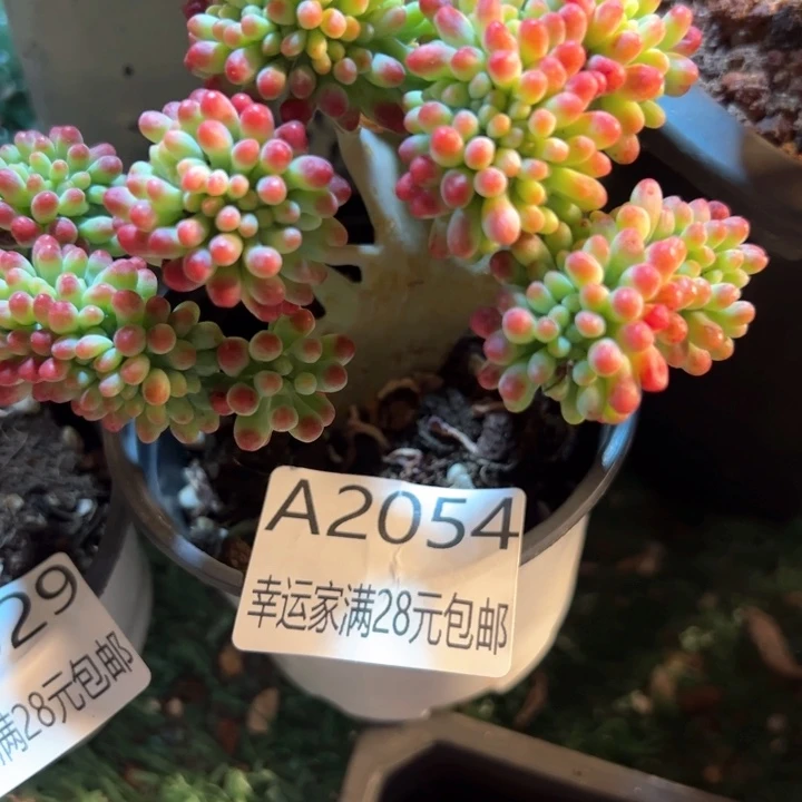 烟****姐幸运的是我的朋友是