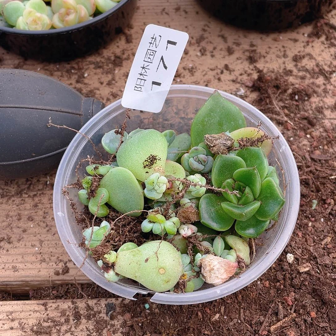 霂***4多肉植物多肉植物171