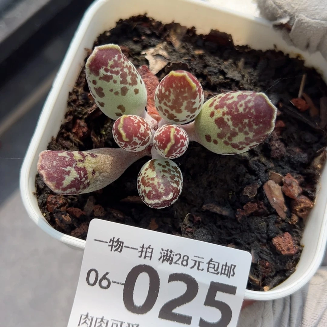 海豹会掉叶子不不售后
