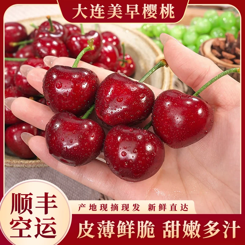 【顺丰空运】大连美早樱桃新鲜现摘J-4J国产樱桃2斤起