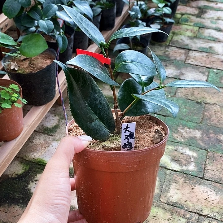 当前无花栽培后可以开花，大观峰