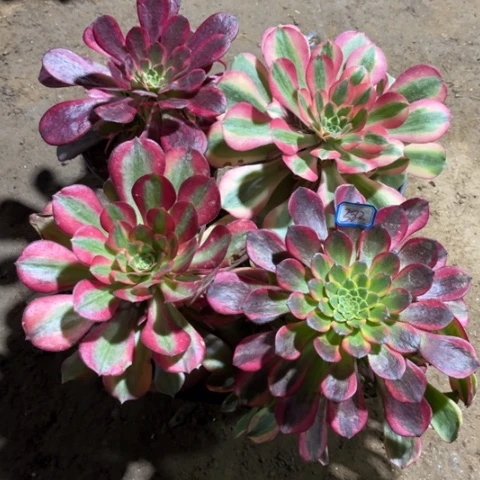 382多肉植物组合